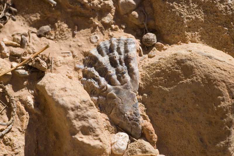 Fossili Tunisini